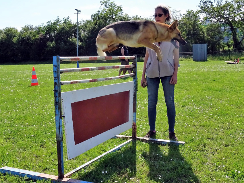 saut haie reduc.jpg